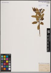 Foto von Salix fragilis L.